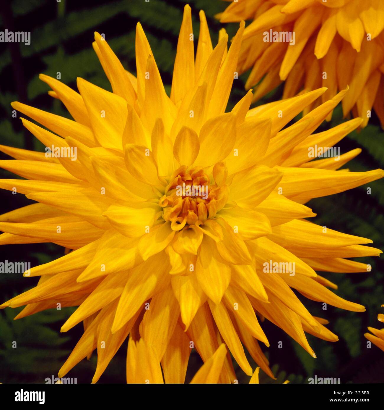 Dahlia - `Symbol' - (Medium Semi-cactus)   BUL064639 Stock Photo